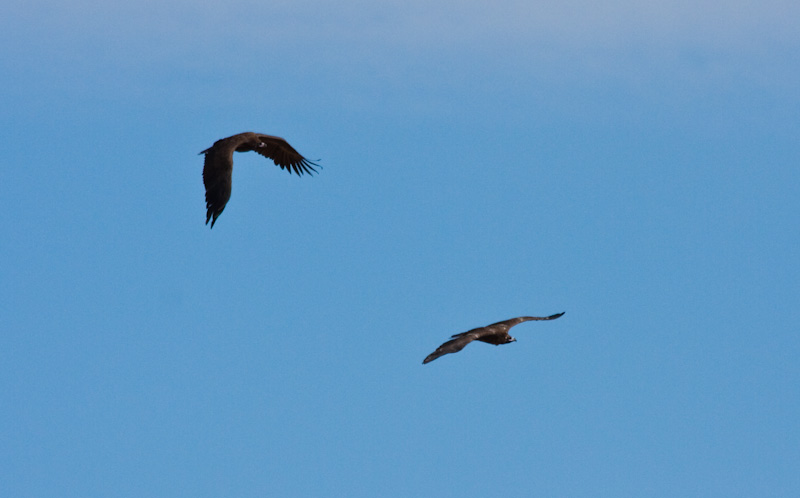 Cinareous Vultures In Flight